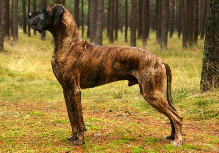 алано эспаньол